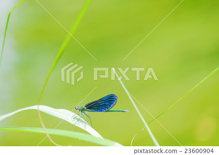 Blue river dragonfly Blue river dragonfly 23600904