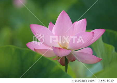 一朵蓮花 一朵蓮花 23601052