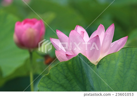 一朵蓮花 一朵蓮花 23601053
