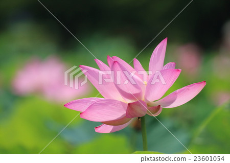 一朵蓮花 23601054
