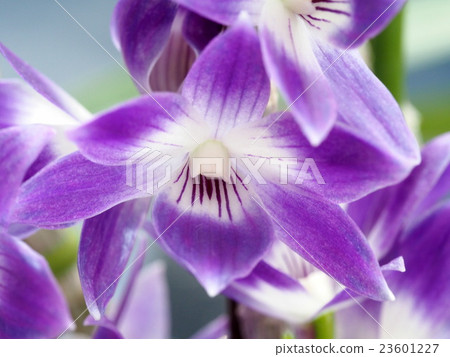 Run (Dendrobium Victoria Regine) 23601227