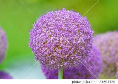 大蔥 大蔥 23601320