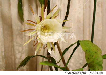 曇花 曇花 23601491