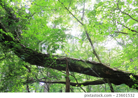 原始森林的森林 23601532