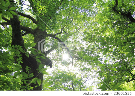 原始森林的森林 23601535