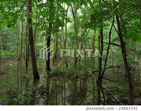 Phantom's pond Phantom's pond 23601542