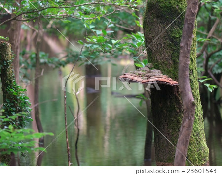 Phantom's pond Phantom's pond 23601543