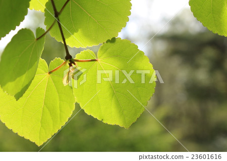 Katsura leaves 23601616