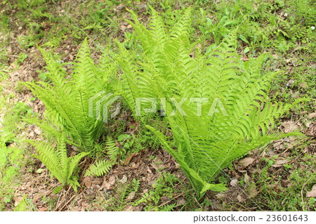 Grass and iron Grass and iron 23601643