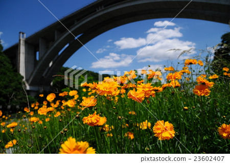 Early summer landscape 23602407