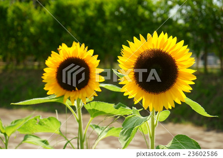 A sunflower of the park during the summer vacation and the scorching sun 23602586