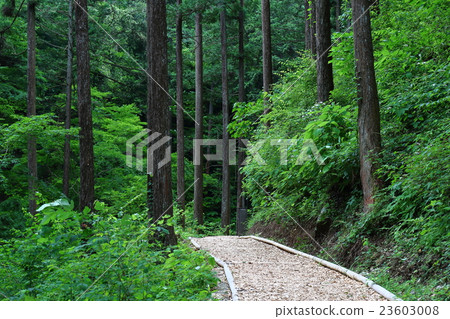 新鮮的綠色森林 23603008