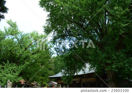 Huge tree of ginkgo (Yuyama Fukuda Shrine) 23603100