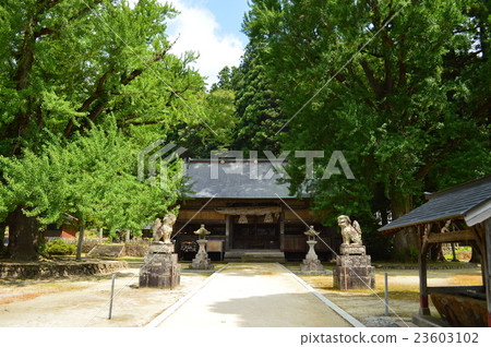 Huge tree of ginkgo (Yuyama Fukuda Shrine) 23603102