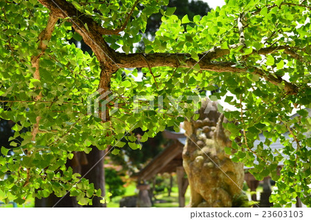 巨大的銀杏樹（Yuyama Fukuda Shrine） 23603103
