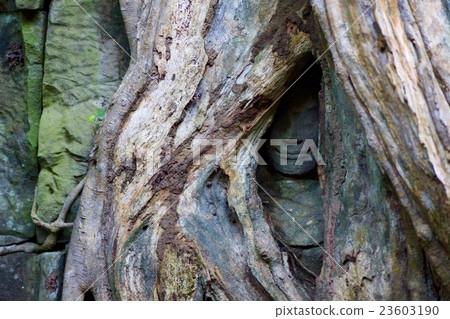 Cambodia Taproem Cambodia Taproem 23603190