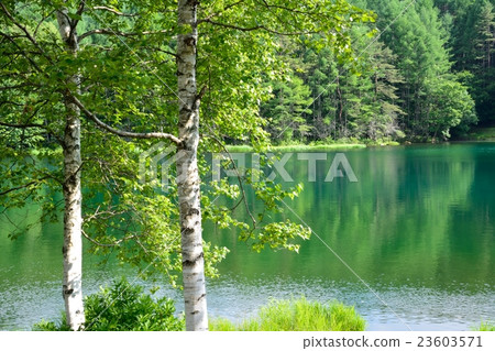 夏天的綠色射擊池 夏天的綠色射擊池 23603571