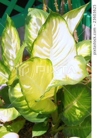 Defenbakia（室內植物） 23603625