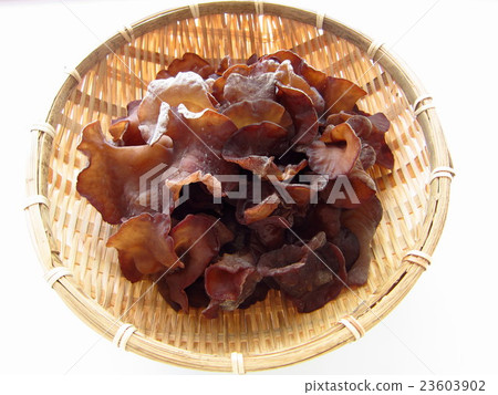 活潑的石斑魚 23603902