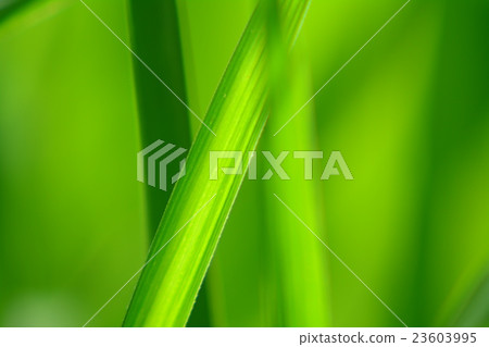 An image of green young leaves 23603995