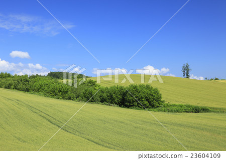 上富良野町北海道廣闊的大麥田和流雲 23604109
