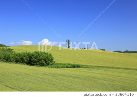 上富良野町北海道廣闊的大麥田和流雲 23604110