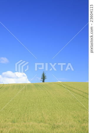 Kamifurano-cho Hokkaido Wheat field and a tree Kamifurano-cho Hokkaido Wheat field and a tree 23604115