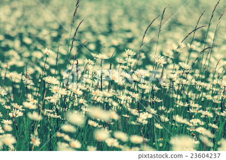 Blossoming chamomile flowers meadow Blossoming chamomile flowers meadow 23604237