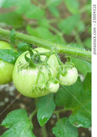 仍然藍色西紅柿 仍然藍色西紅柿 23604318