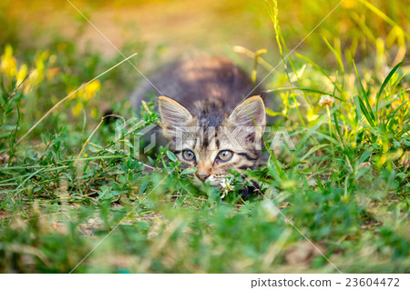 Playful little kitten lying in the grass 23604472