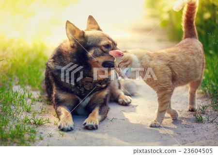 Red Cat rubs head against dog in the yard 23604505