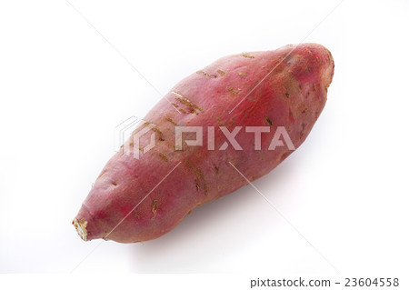 Sweet potato 23604558