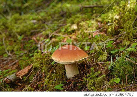 Yamadoritake _ 20150804 Yamadoritake _ 20150804 23604793