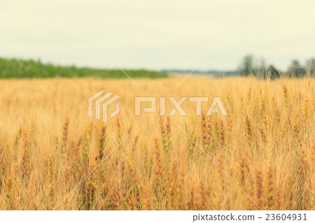 北海道十勝麥田的風景 23604931