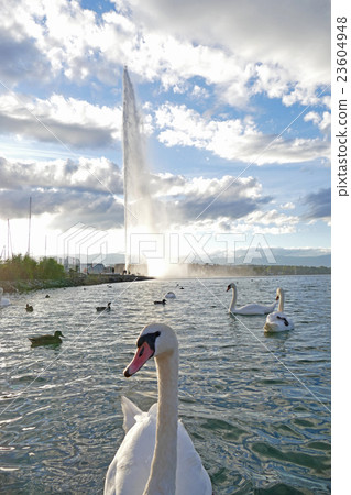 Swan of Lake Lemann and large fountain Geneva Swan of Lake Lemann and large fountain Geneva 23604948