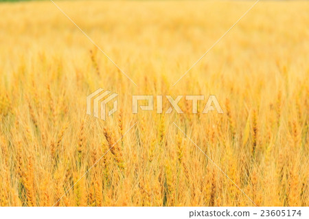 北海道十勝金色小麥了 北海道十勝金色小麥了 23605174