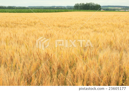 Hokkaido Tokachi barley field 23605177