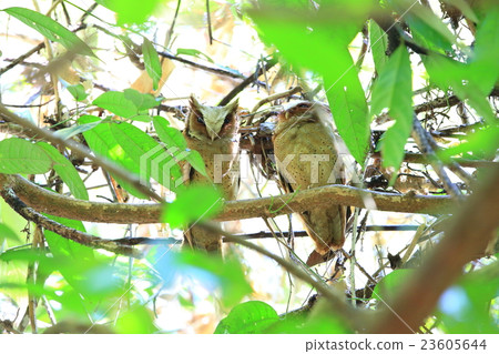 Hana girocona 23605644