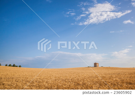 Wheat field in famous Provence, south of France. 23605902