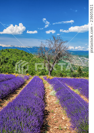 Lavender field in Provence, Sault area in France Lavender field in Provence, Sault area in France 23605921