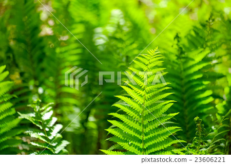 Yamadori Springfield (1) 23606221