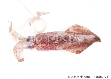 fresh squid on white background 23606971