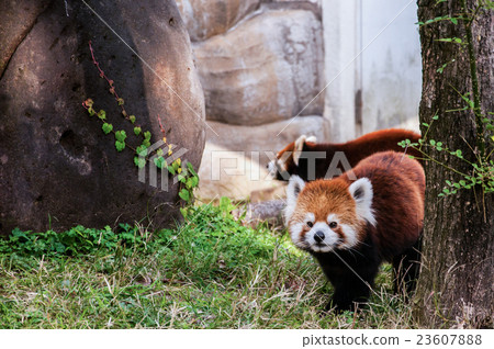 The red panda or lesser panda 23607888