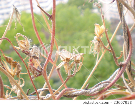 牽牛花的果實 牽牛花的果實 23607938