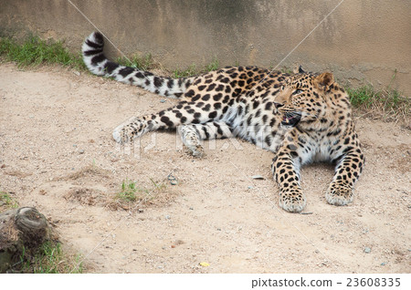 Leopard Leopard 23608335
