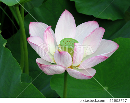 蓮花 蓮花 23608737