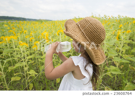 A girl drinking water in a sunflower field 23608764