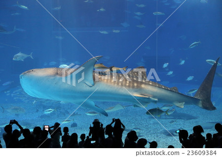 鯨鯊 23609384