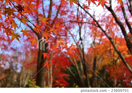 秋葉森林1 秋葉森林1 23609701