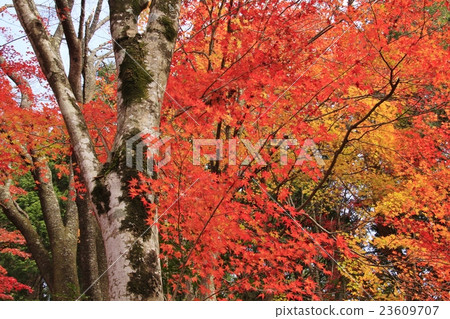 秋季葉子森林2 23609707